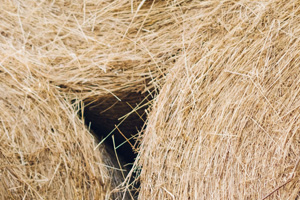 Des rouleaux de paille