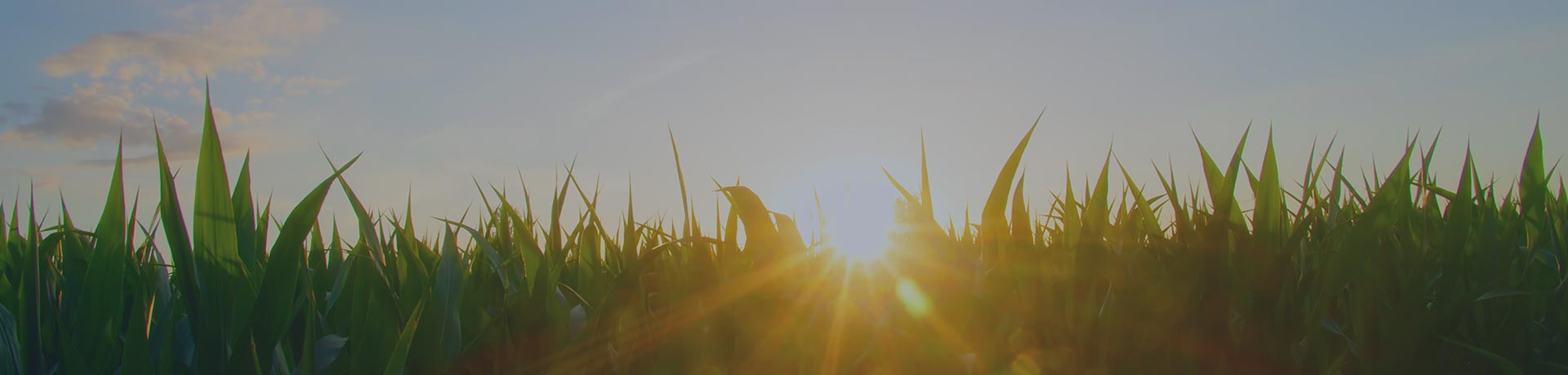 Amanecer sostenibilidad