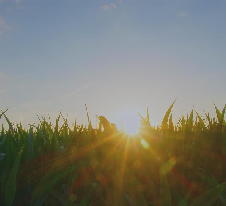 Amanecer sostenibilidad