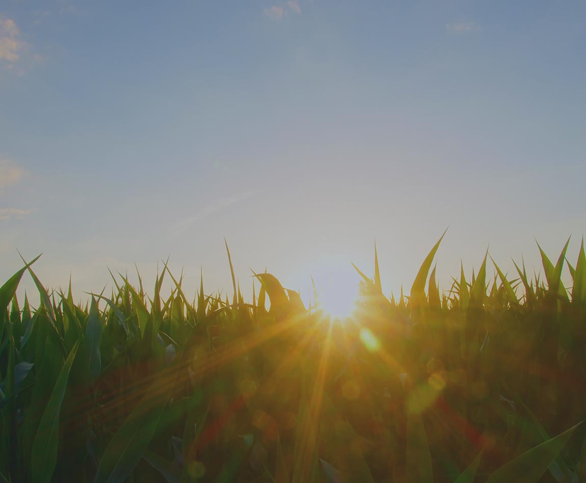 Amanecer sostenibilidad