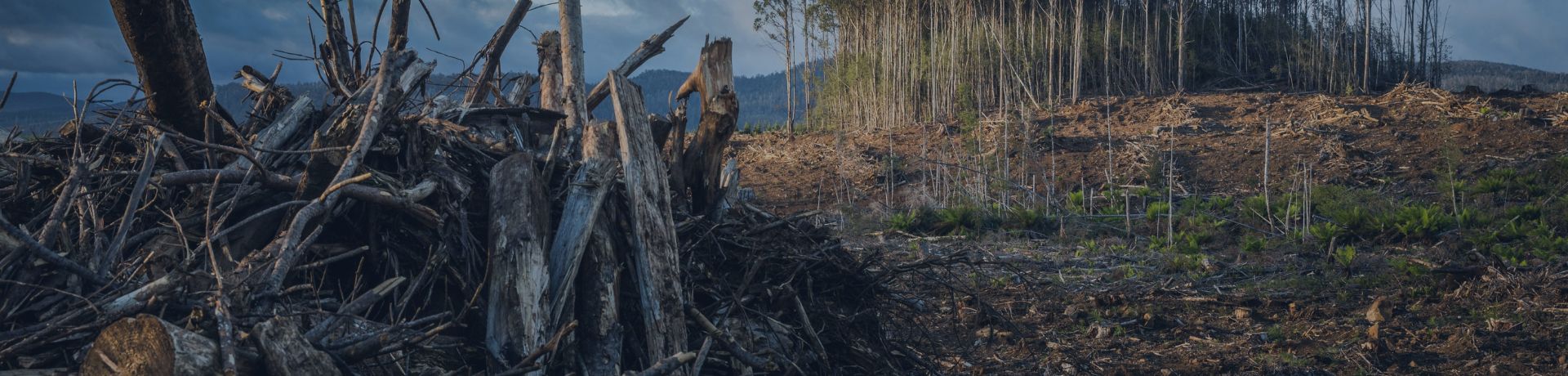 Déforestation vue sous un ciel nuageux, avec des souches et des débris au premier plan et une parcelle d'arbres coupés à l'arrière-plan, illustrant l'impact environnemental.