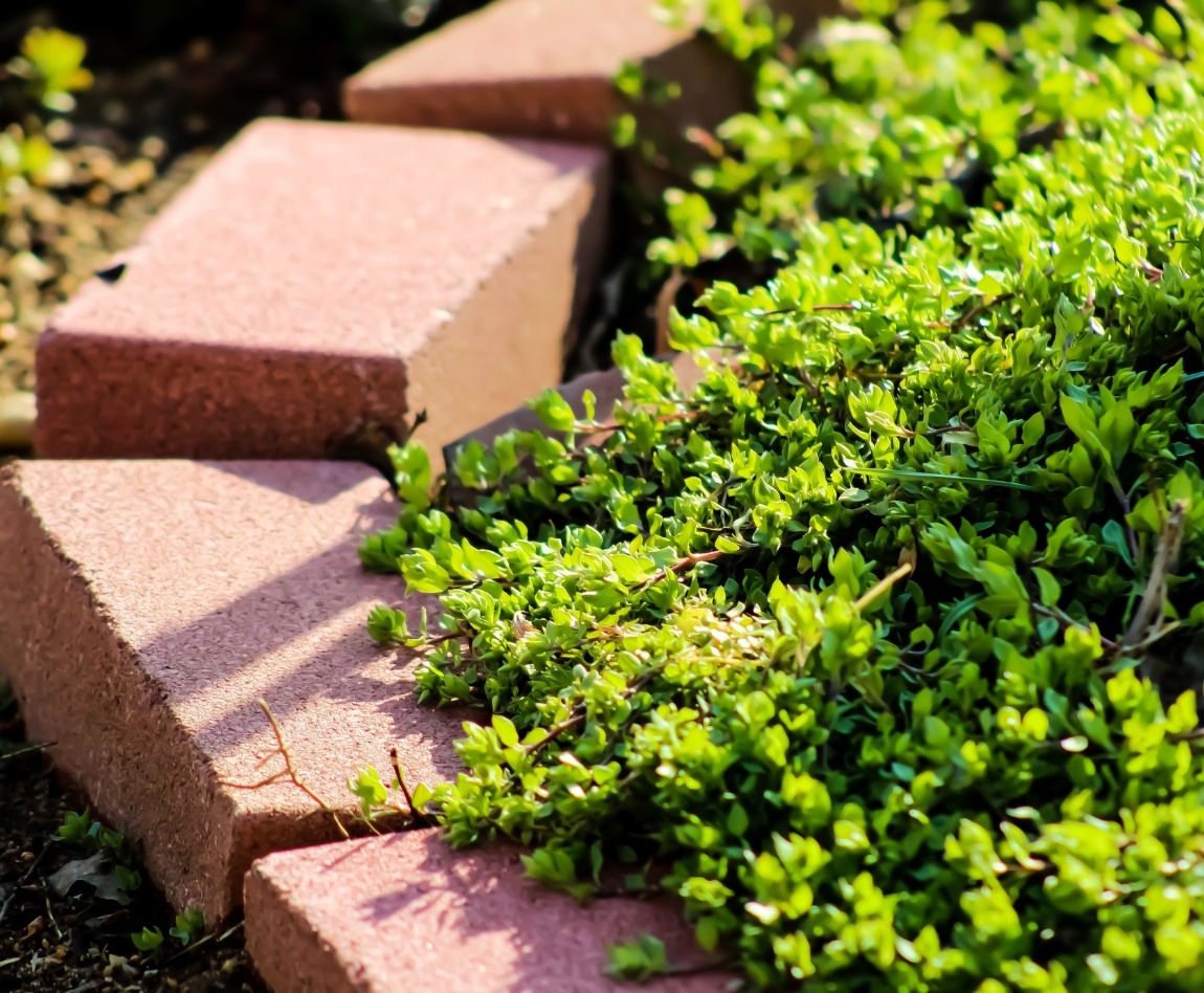 Des briques dans de l'herbe