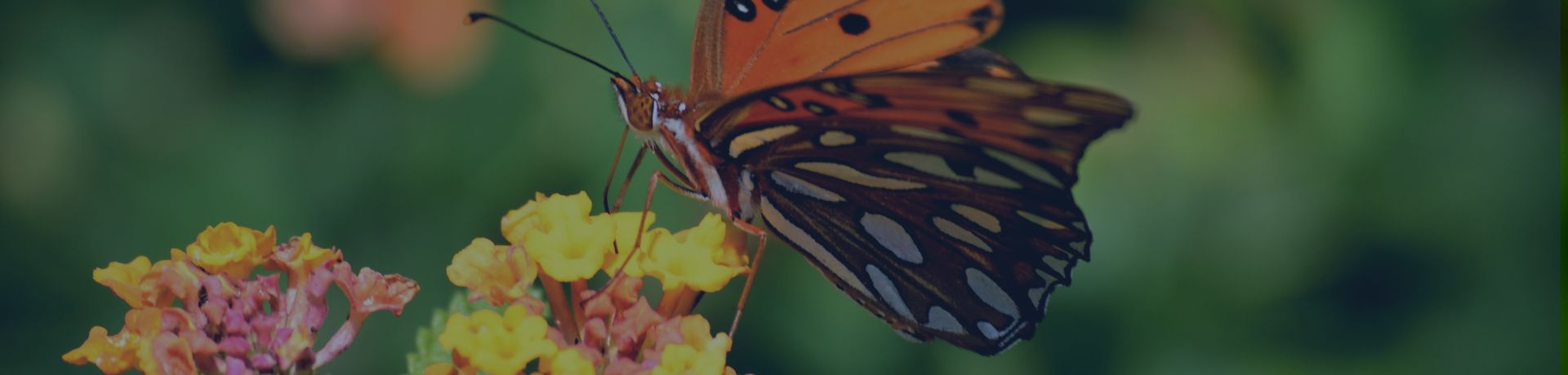 Un papillon sur une fleur