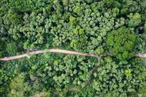 Une vue aérienne d'une forêt dense traversée par un chemin de terre.