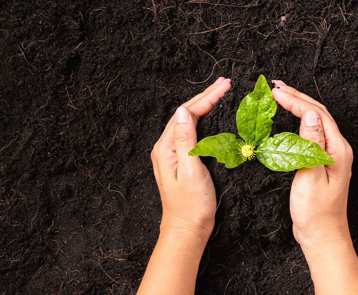 Main d'une femme plantant des petites plantes vertes sur un sol noir fertile avec un arbre qui pousse