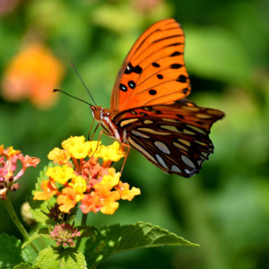 Un papillon sur une fleur