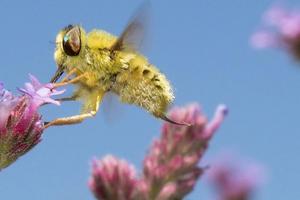Une abeille qui butine.