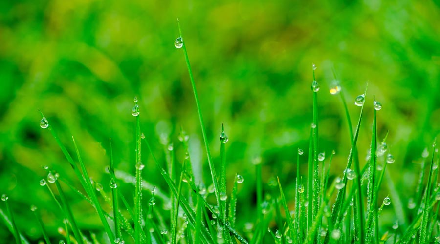 erba verde