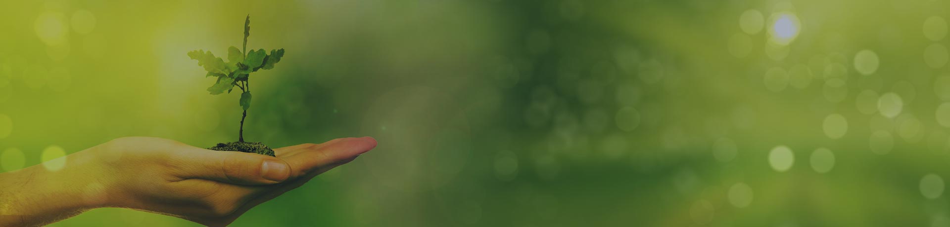 main tenant une jeune pousse à l'intérieur