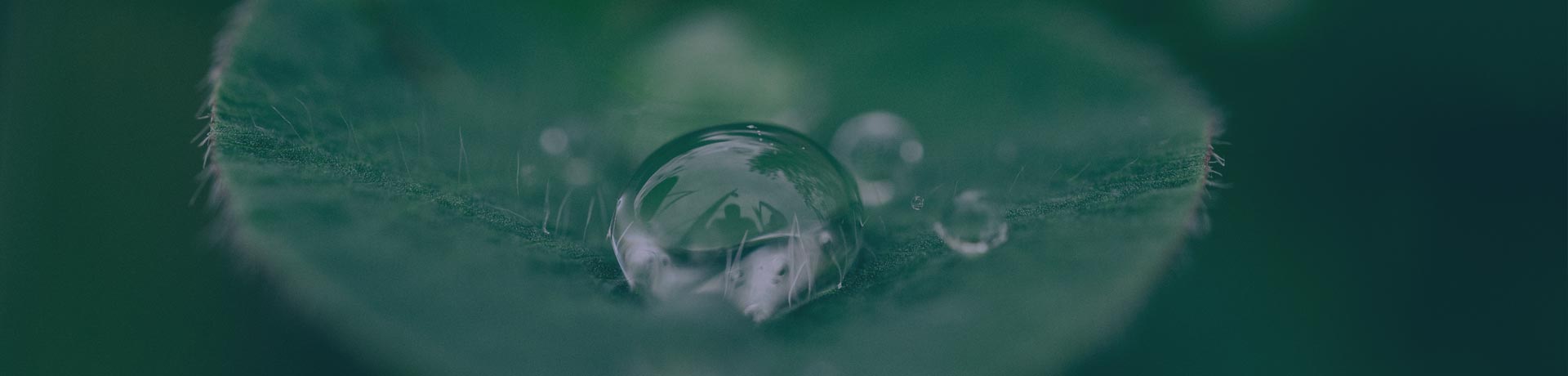 leaf with a drop of water in it