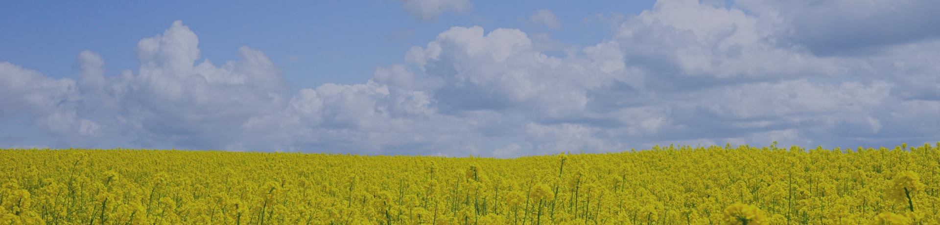 rapeseed fields