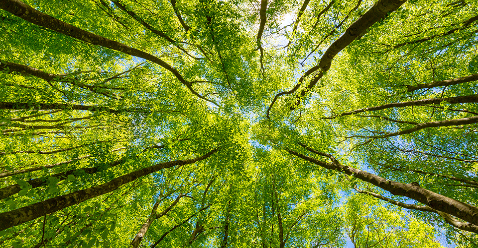 Vue du bas des arbres