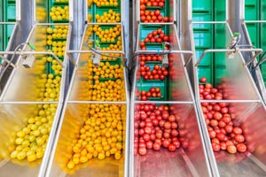 Fruit sorting machine